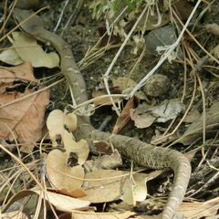 Crotalus willardi willardi