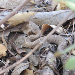 Crotalus willardi willardi