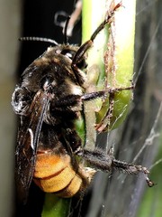 Xenoglossa gabbii