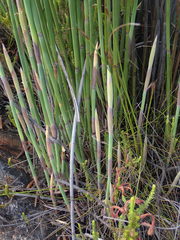 Elegia thyrsoidea