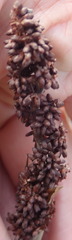 Elegia thyrsoidea