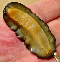 Laevicaulis natalensis