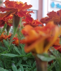 Tagetes