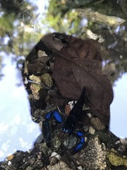 Macrobrachium hancocki