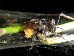 Xenoglossa gabbii