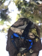 Macrobrachium hancocki