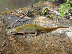 Lissotriton maltzani