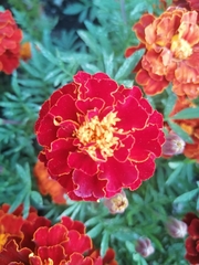 Tagetes