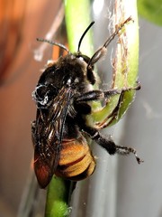 Xenoglossa gabbii