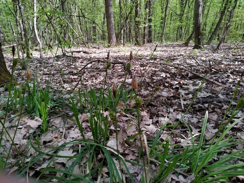 Carex brevicollis (Carex brevicollis)