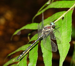 Eusynthemis guttata