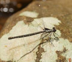 Austroargiolestes calcaris