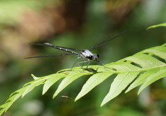 Austroargiolestes calcaris
