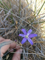 Brodiaea jolonensis