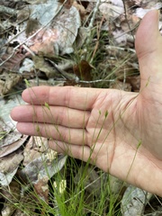 Carex leptalea