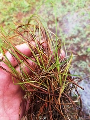 Carex albicans