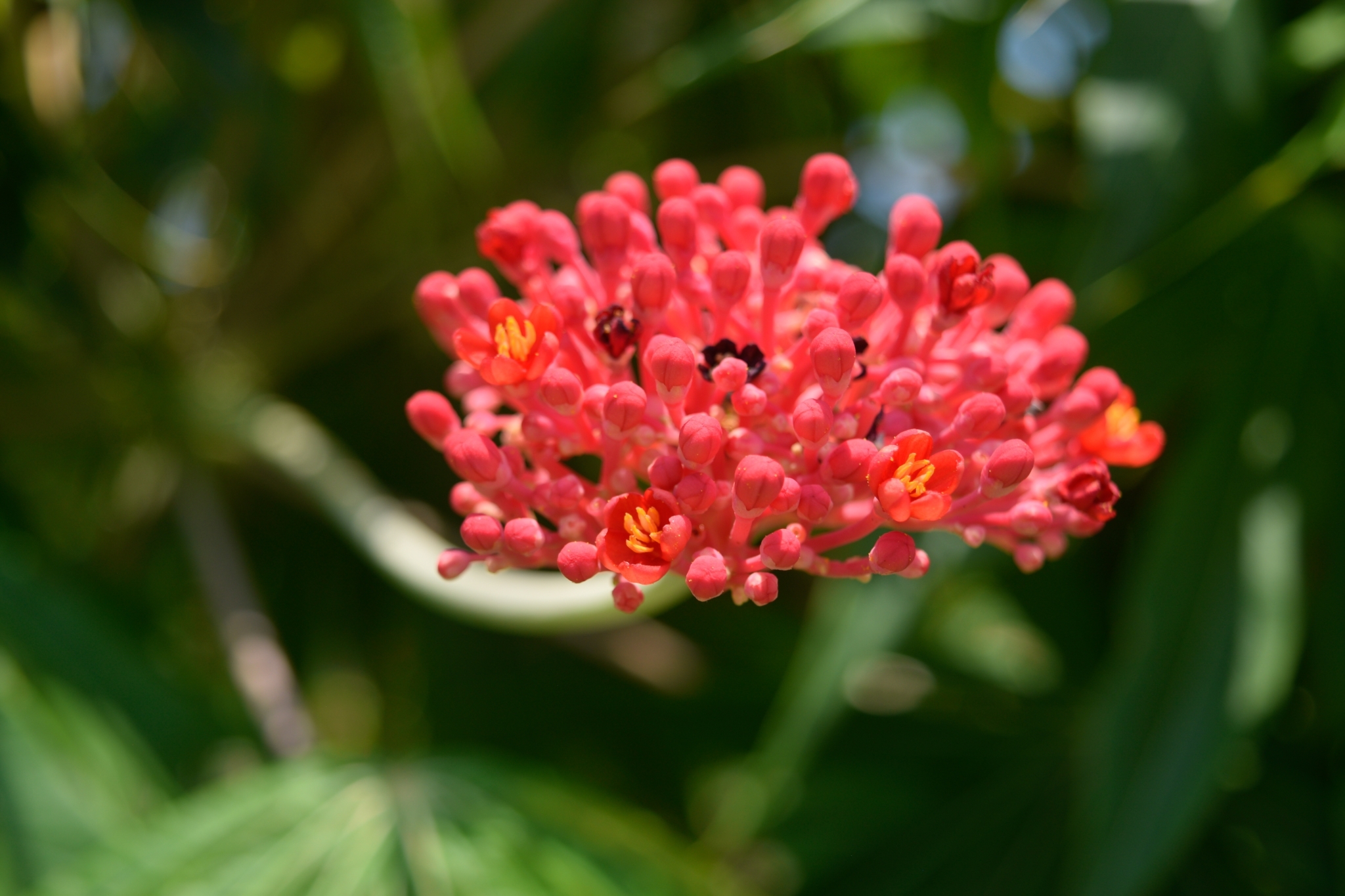 細長い花茎の先につく小さな朱色の花の寄り。中米の乾季明けによく見られる姿です。