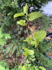 Magnoliopsida