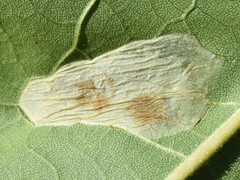 Phyllonorycter platani