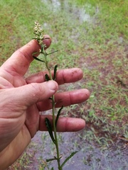 Gamochaeta argyrinea