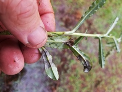 Gamochaeta argyrinea