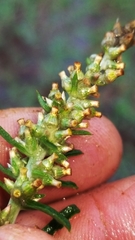 Gamochaeta argyrinea