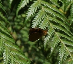 Heteronympha merope