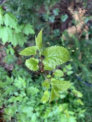 Magnoliopsida