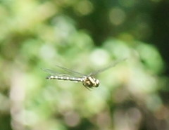 Eusynthemis guttata