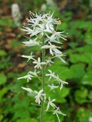 Tiarella austrina