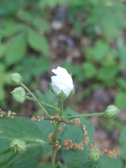 Silene stellata