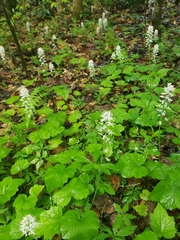 Tiarella austrina