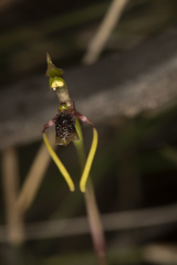 Chiloglottis diphylla