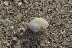 Semicassis semigranosa