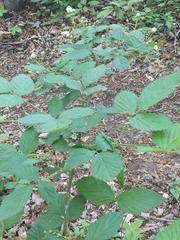 Silene stellata