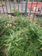 Buddleja davidii