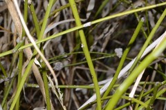 Aceria carmichaeliae