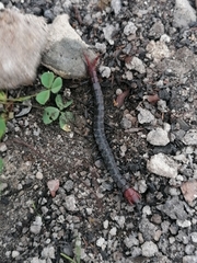 Cormocephalus nitidus