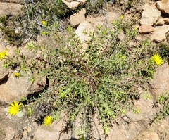 Heterotheca stenophylla