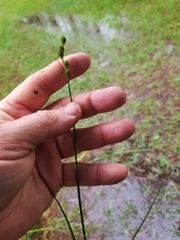 Carex longii