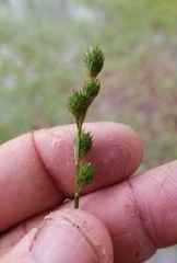 Carex longii
