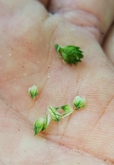 Carex longii