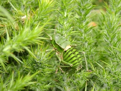 Pycnogaster cucullatus