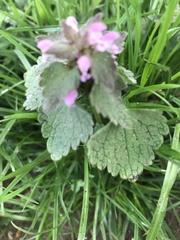 Lamium purpureum