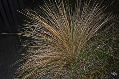 Festuca novae-zelandiae