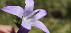 Campanula patula