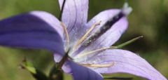 Campanula patula