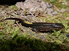 Lissotriton maltzani