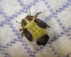 Euphyllura olivina