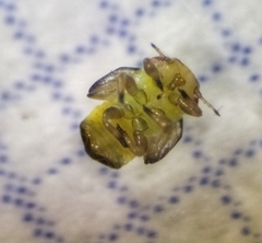 Euphyllura olivina